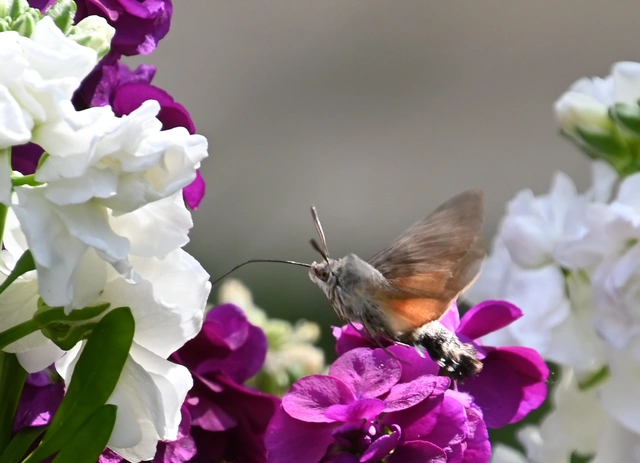 Macroglossum stellatarum - kacsafarkú szender