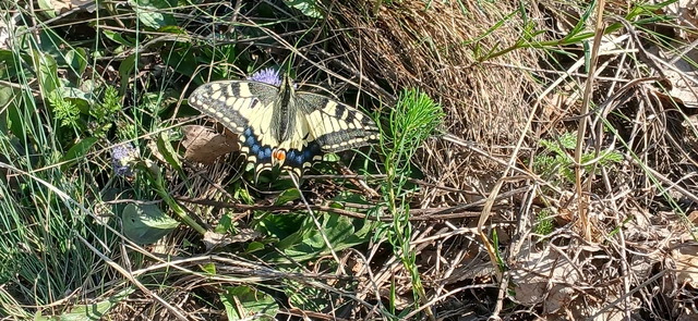 Papilio machaon - fecskefarkú lepke