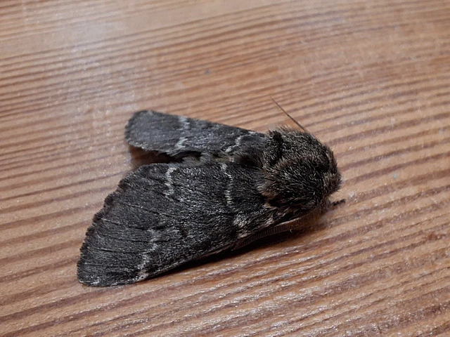 Drymonia ruficornis - cserfa-púposszövő
