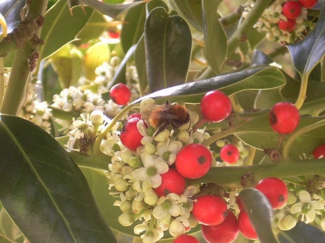 Andrena fulva - sárga bányászméh
