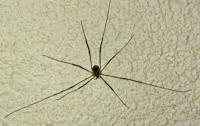 Opiliones - Kaszáspókok