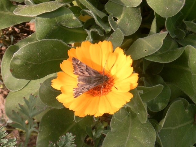 Carcharodus alceae - mályva-busalepke