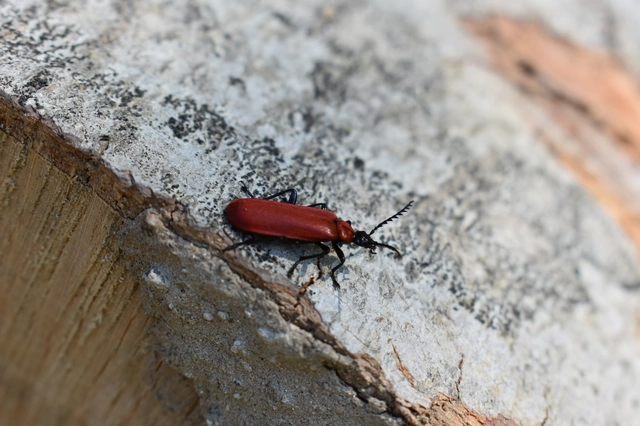 Pyrochroa coccinea - nagy bíborbogár