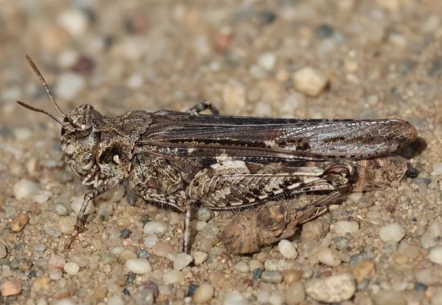 Acrotylus insubricus - önbeásósáska