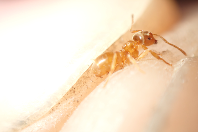 Lasius flavus - gyakori borostyánhangya