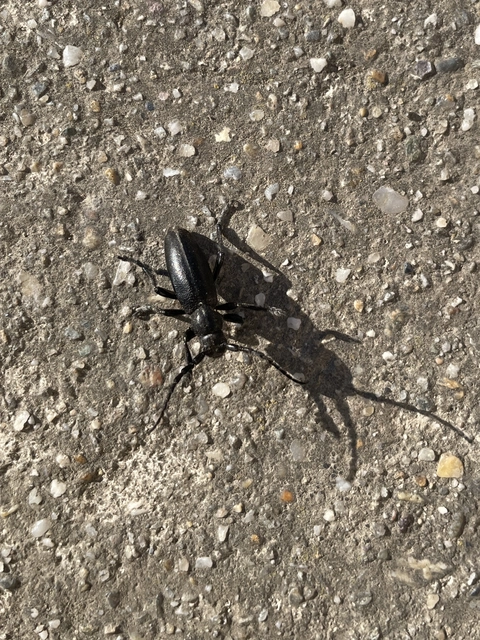 Dorcadion aethiops - fekete gyalogcincér