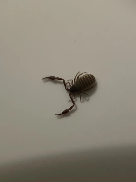 Pseudoscorpionida - Álskorpiók
