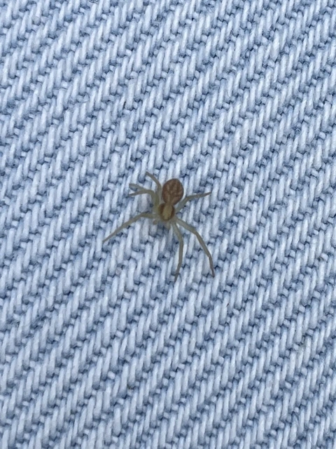Philodromus