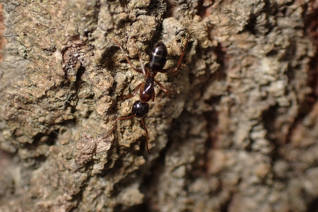 Camponotus fallax - ligeti lóhangya