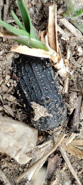 Thanatophilus rugosus - ripacsos dögbogár