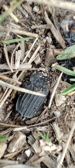 Thanatophilus sinuatus - hegyesvállú dögbogár