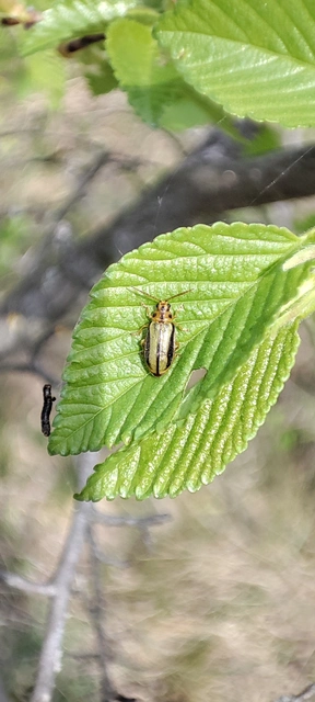 Xanthogalerucella luteola - szilfa-olajosbogár