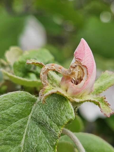 Erannis defoliaria - nagy téliaraszoló