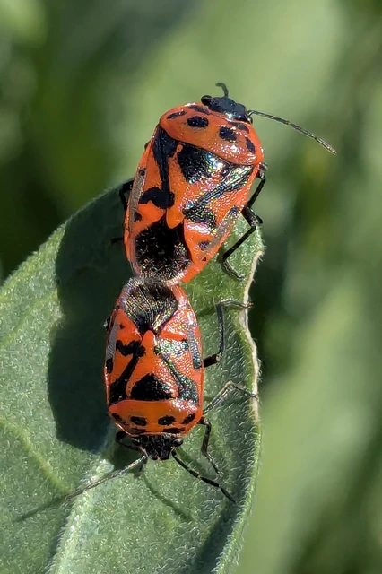 Eurydema ornata - díszespoloska Eurydema ornata - díszespoloska