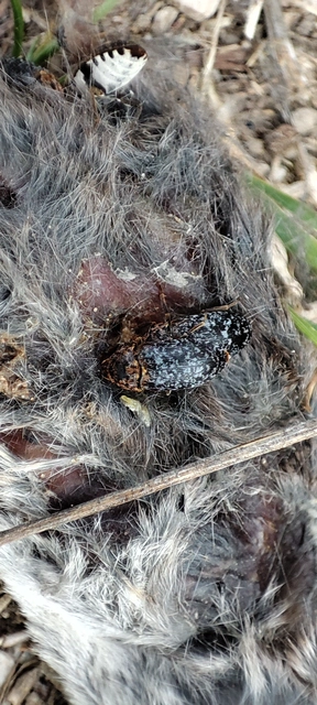 Dermestes undulatus - márványos porva Dermestes undulatus - márványos porva