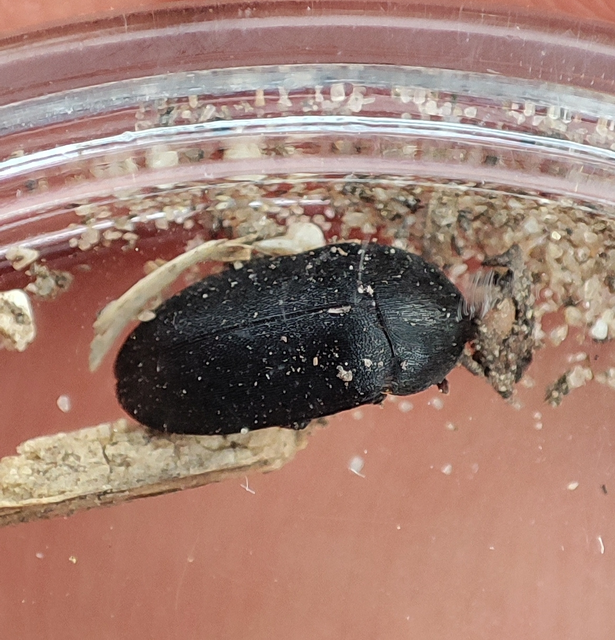Dermestes olivieri - rőtszőrű porva Dermestes olivieri - rőtszőrű porva