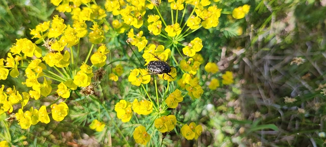 Oxythyrea funesta - sokpettyes virágbogár