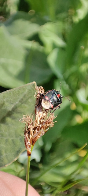 Eurydema oleracea - paréjpoloska Eurydema oleracea - paréjpoloska