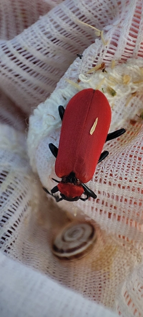 Pyrochroa coccinea - nagy bíborbogár