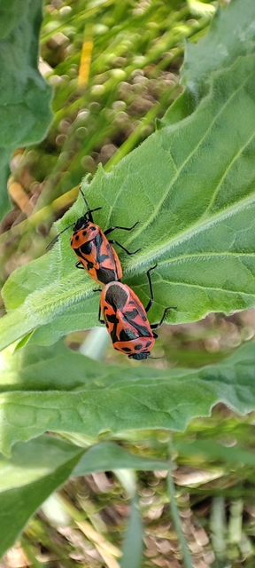 Eurydema ornata - díszespoloska Eurydema ornata - díszespoloska