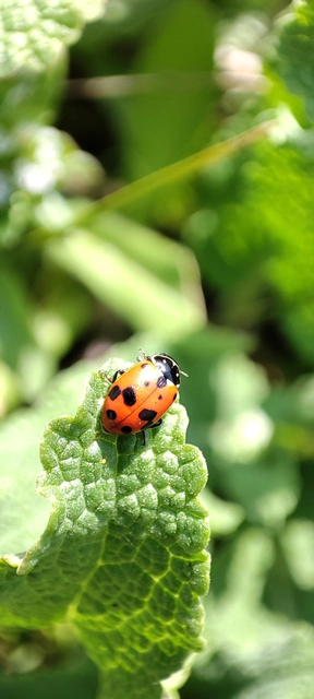 Hippodamia variegata - tizenhárompettyes katica