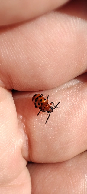 Crioceris quatuordecimpunctata - tizennégypontos spárgabogár