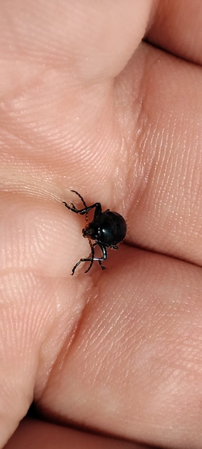 Cryptocephalus schaefferi - lapátlábú zömökbogár Cryptocephalus schaefferi - lapátlábú zömökbogár