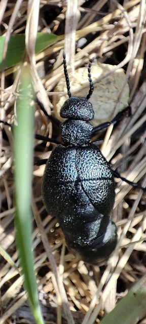 Meloe cicatricosus - óriásnünüke