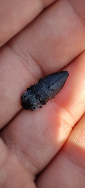 Capnodis tenebrionis - kökény-tükrösdíszbogár