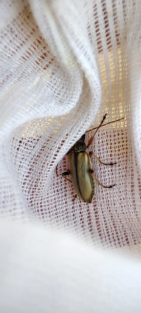 Cortodera humeralis - négyfoltos cserjecincér