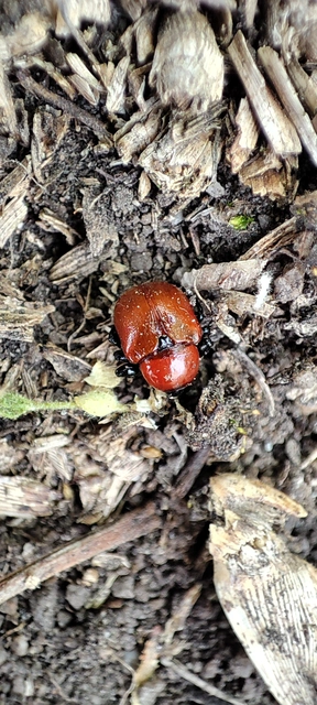 Attelabus nitens - tölgy-levélsodró