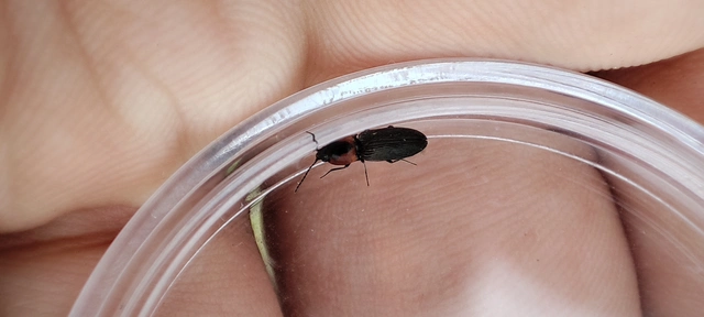 Cardiophorus discicollis - korongfoltos szívespattanó Cardiophorus discicollis - korongfoltos szívespattanó