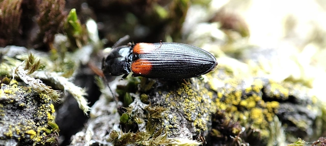 Calambus bipustulatus - kétfoltos pattanó Calambus bipustulatus - kétfoltos pattanó