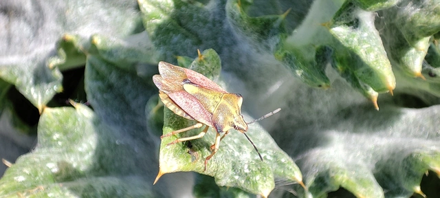 Carpocoris fuscispinus - tüskés gyümölcspoloska Carpocoris fuscispinus - tüskés gyümölcspoloska