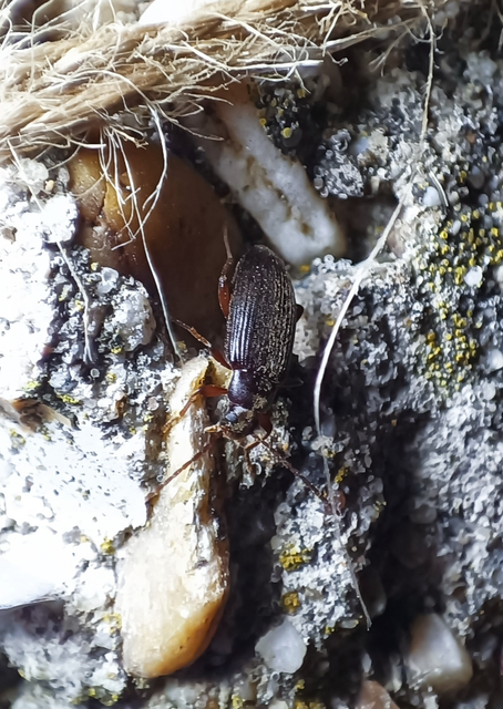 Allecula Allecula