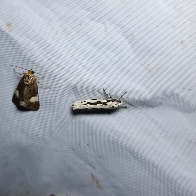 Ethmia
