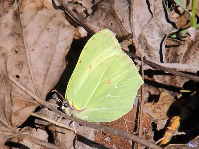 Gonepteryx rhamni - citromlepke