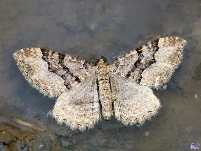 Hydria cervinalis - őzbarna araszoló