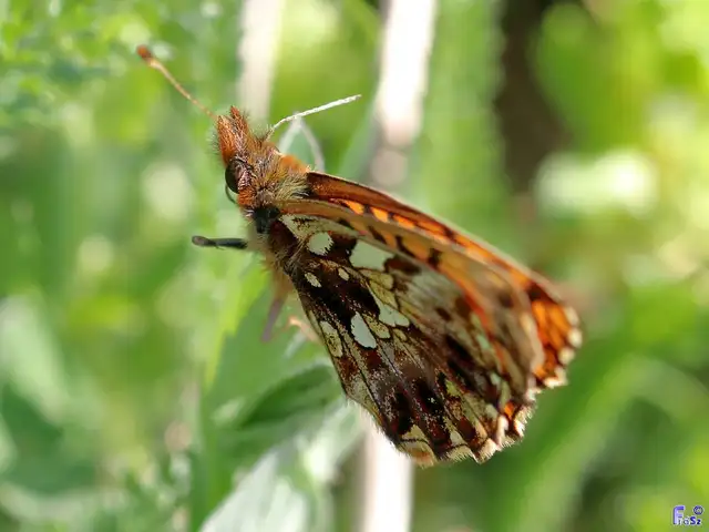 Boloria dia - kis gyöngyházlepke