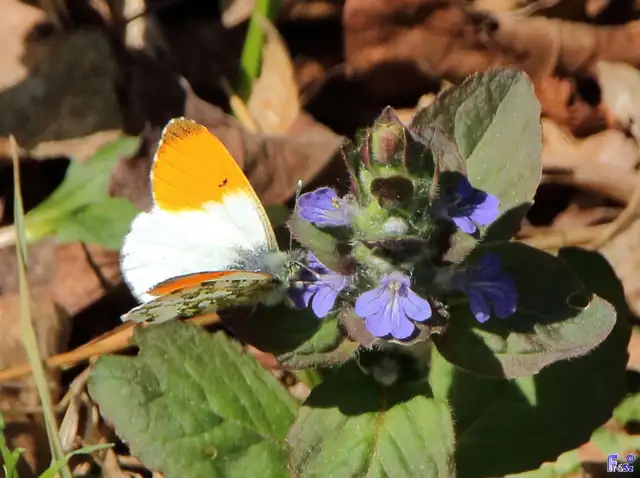 Anthocharis cardamines - hajnalpírlepke