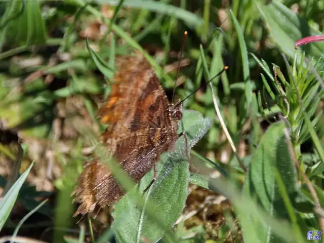 Nymphalis polychloros - nagy rókalepke