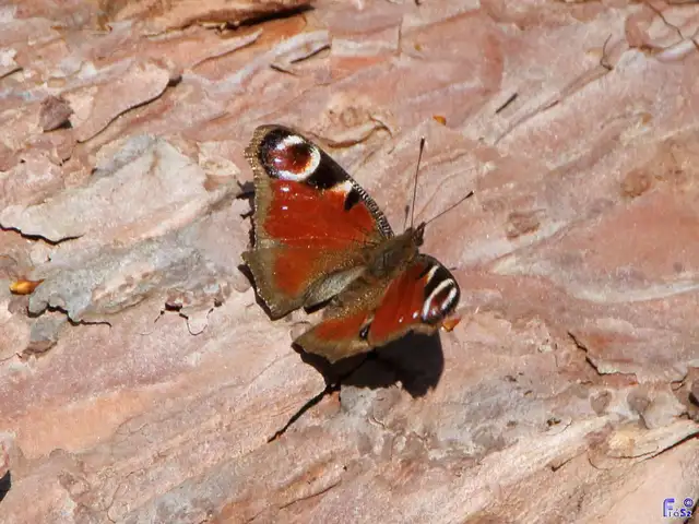 Nymphalis io - nappali pávaszem