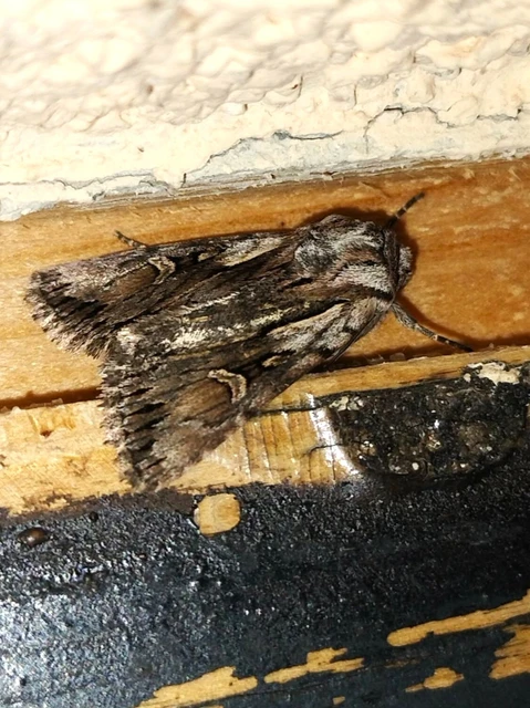 Chloantha hyperici - orbáncfű-sugarasbagoly