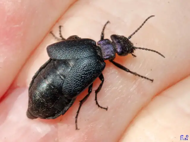 Meloe decorus - csinos nünüke