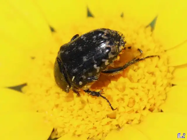 Oxythyrea funesta - sokpettyes virágbogár