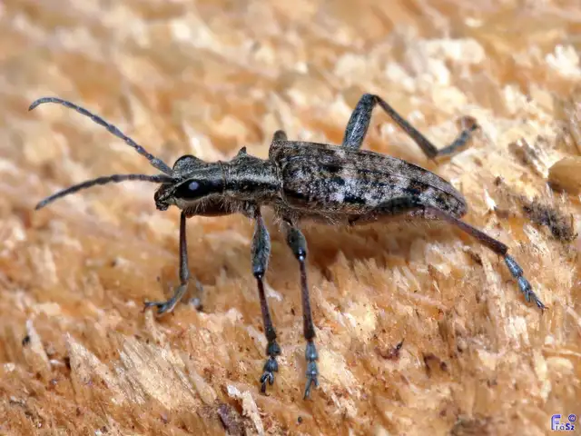 Rhagium inquisitor - fenyves-tövisescincér