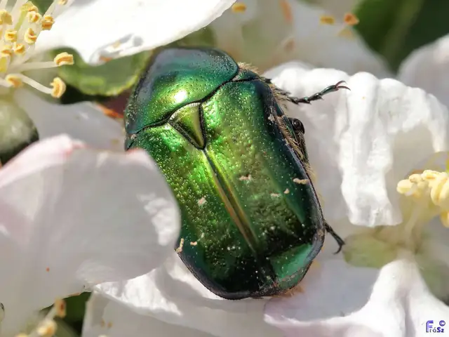 Cetonia aurata - aranyos virágbogár