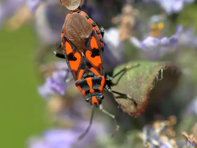 Spilostethus saxatilis - virágbodobács