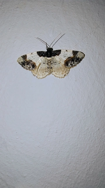 Ligdia adustata - barna levélaraszoló