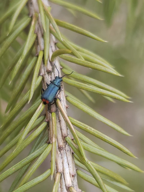 Melyridae - sziklaibogár-félék